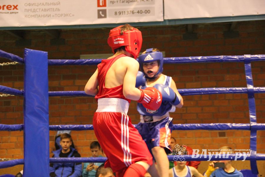 В Великих Луках проходят соревнования по боксу памяти Е.А. Клевцова (фоторепортаж)