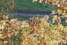 В Псковском гидрометцентре предупредили о похолодании и дождях