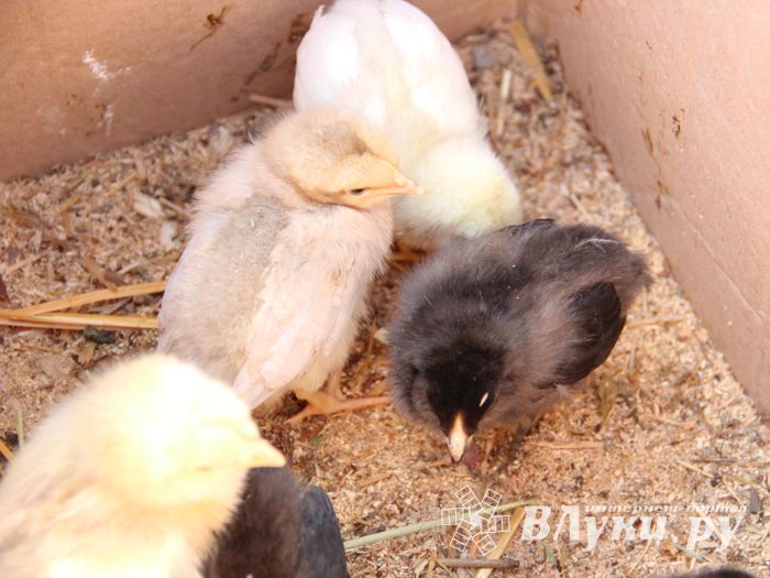 СТЦ «СтройСам» порадовал великолучан на универсальной ярмарке «Весна-2018» (ФОТО)