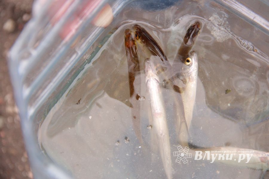 В Великих Луках прошёл Рыболовный фестиваль (ФОТО)