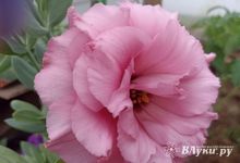 Сегодня в Великих Луках ожидаются дожди