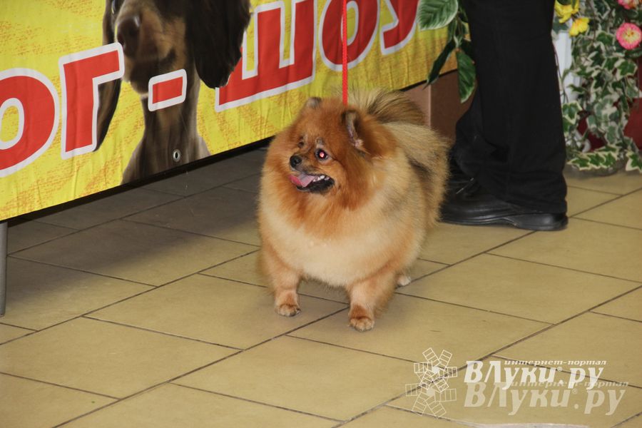 Всероссийская выставка собак в Великих Луках (фото)