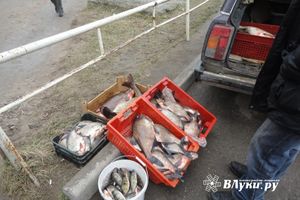 Фото предоставлено Северо-Западным территориальным Росрыболовством