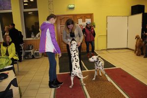 Всероссийская выставка собак в Великих Луках (фото)