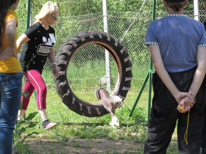В Великих Луках прошли спортивные соревнования среди собаководов (ФОТО)