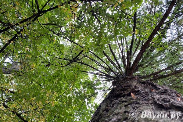 Прогноз погоды на 13 сентября в Великих Луках