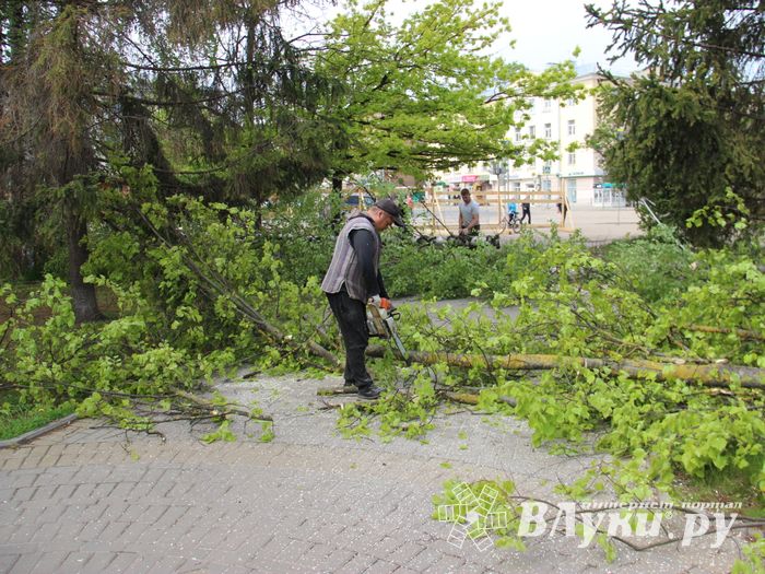 На площади Калинина убирают лишние деревья (ФОТО)