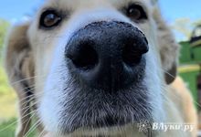 Убившего собаку жителя Псковской области отправили на принудительное лечение