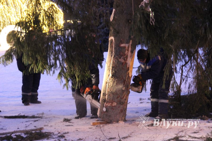 Новогодняя ёлочка приехала наконец в Великие Луки (ФОТО)
