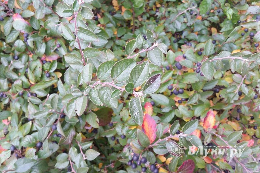 В Великих Луках выпал первый снег (фото)