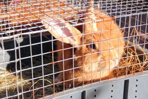 Торговая ярмарка «Осень-2016» прошла в Великих Луках (ФОТО)