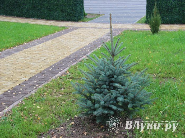 Теперь и в Великих Луках есть что потереть на удачу (ФОТО)