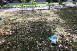 Парк Пушкина: «... А вкруг меня глухое запустенье...» (ФОТО)