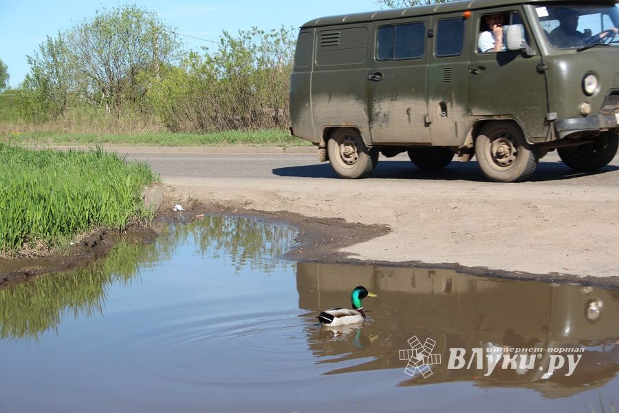 Фотофакт: селезню приглянулась лужа на дороге