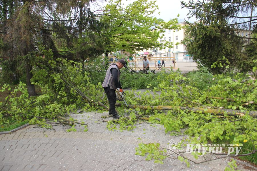 На площади Калинина убирают лишние деревья (ФОТО)