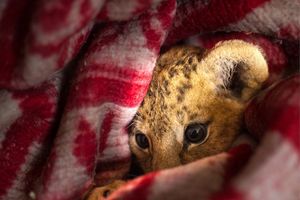 Крымские львята замерзают