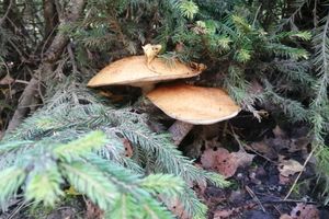 ©ВЛуки.ру