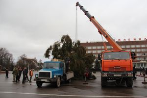 Сегодня в Великие Луки привезли главную новогоднюю ёлку (фото)