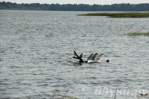 «Купала-фест» — 2014