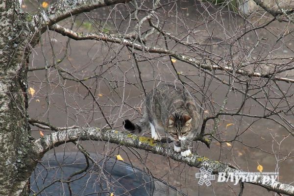 Прогноз погоды на 25 ноября в Великих Луках