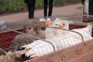 В Великих Луках проходит Весенняя ярмарка