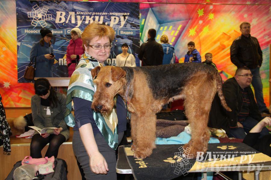 Всероссийская выставка собак в Великих Луках (фото)
