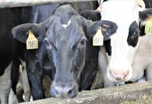 Правительство Псковской области окажет поддержку производителям молока