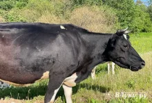 В Псковской области приостановлено перемещение 9 коров