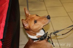 Всероссийская выставка собак в Великих Луках (фото)