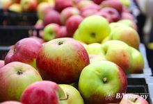 В Великих Луках пройдёт сельскохозяйственная ярмарка «Осень – 2025»