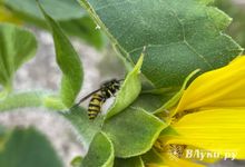 Прогноз погоды в Великих Луках на 20 августа