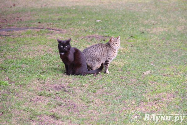 Прогноз погоды на 20 октября в Великих Луках