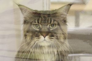 В Великих Луках прошла выставка кошек (фото)