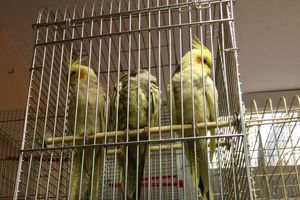 «Zooбастики»: подарите праздник своим любимцам! (ФОТО+ВИДЕО)