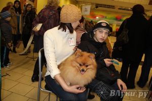 Всероссийская выставка собак в Великих Луках (фото)