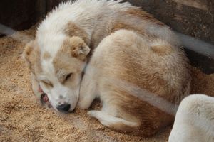 В Великих Луках проходит Весенняя ярмарка (ФОТО)