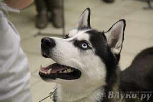 Всероссийская выставка собак «Великие Луки — 2014»