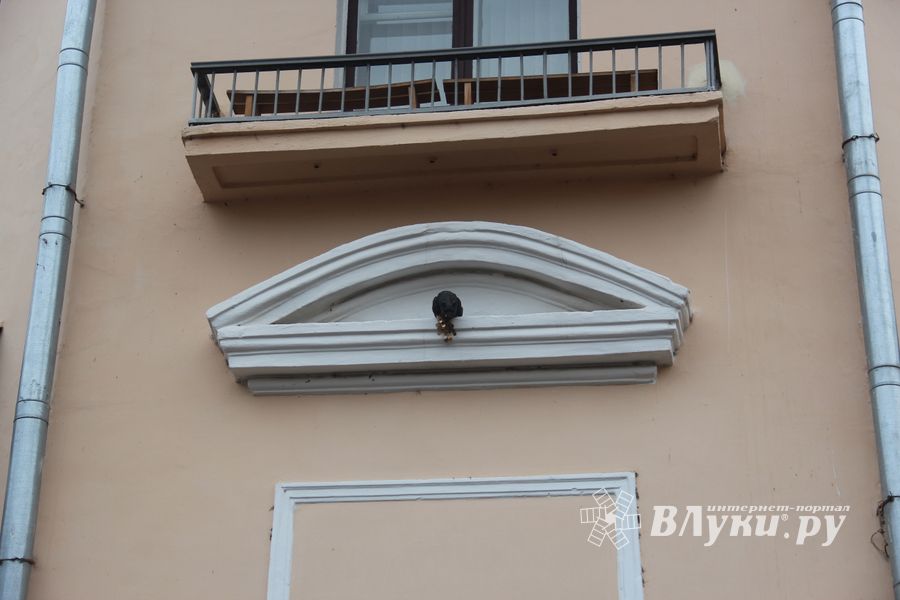 В Великих Луках появился чёрный кот (ФОТО)