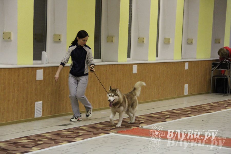 Всероссийская выставка собак в Великих Луках (фото)