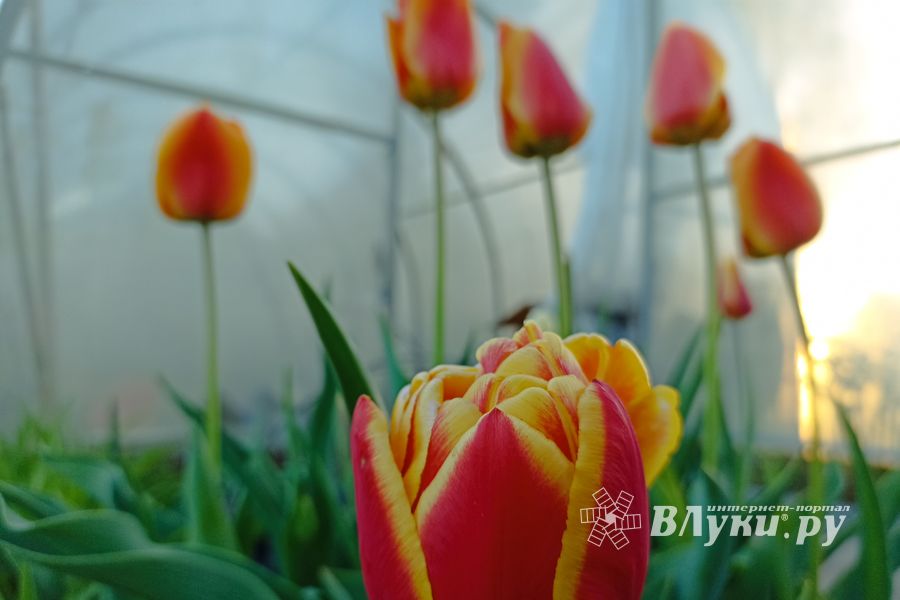 ©ВЛуки.ру
