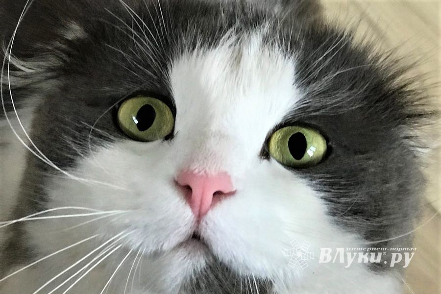 ©ВЛуки.ру