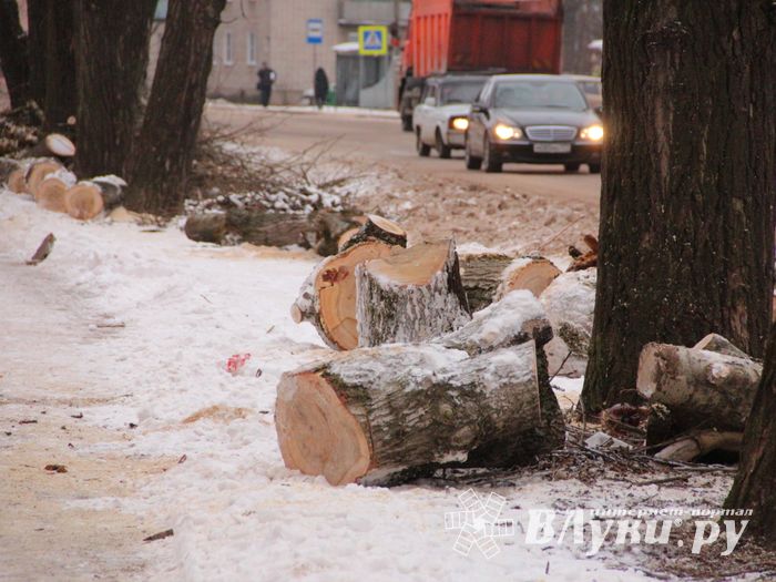 Одни ещё обрезают, а другие уже жалуются губернатору (ФОТО)
