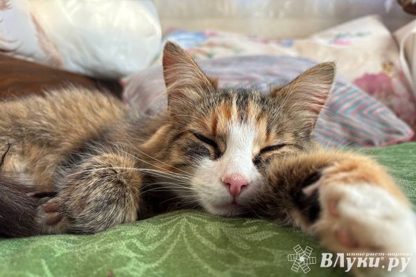 В Псковскую область поступило 6 тысяч доз вакцины против бешенства для собак и кошек