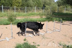 День открытых дверей на спортивно-дрессировочной площадке