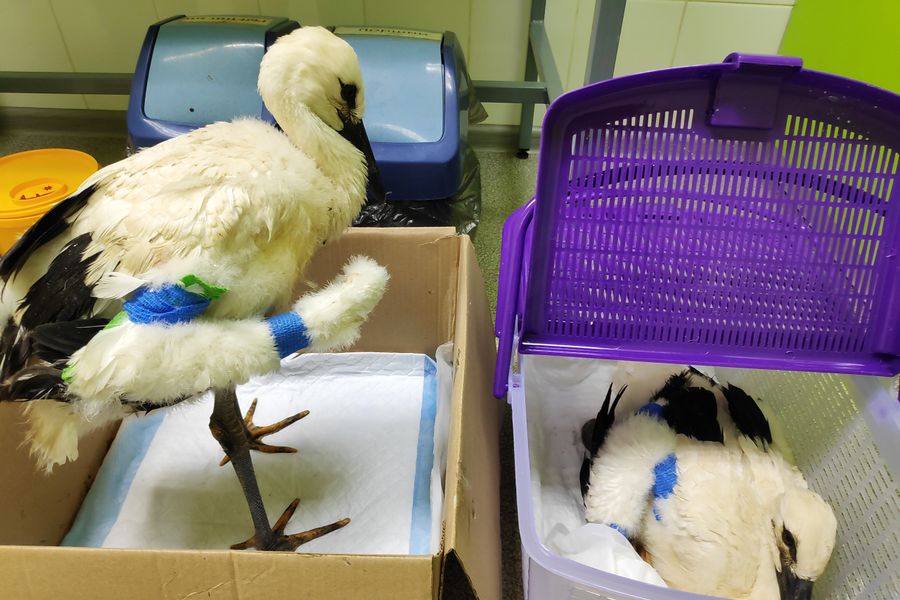 В Псковской области спасли двух аистят (ФОТО)