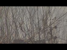 Импульс-ТВ: Пал травы