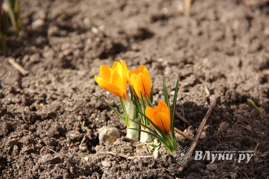 ©ВЛуки.ру