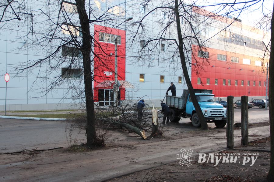 В Великих Луках дерево упало на проезжую часть 