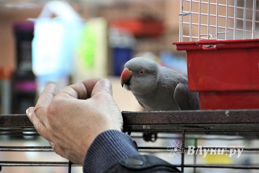 В этот день удивите друга вкусным или модным подарком (ФОТО+ВИДЕО)