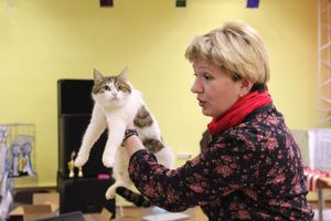 В Великих Луках прошла выставка кошек (фото)